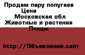 Продам пару попугаев › Цена ­ 10 000 - Московская обл. Животные и растения » Птицы   